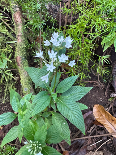 Pentas, 2026-06-25