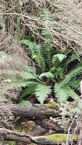 Fishbone water-fern