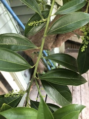 Cocculus laurifolius