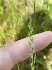 Festuca octoflora octoflora