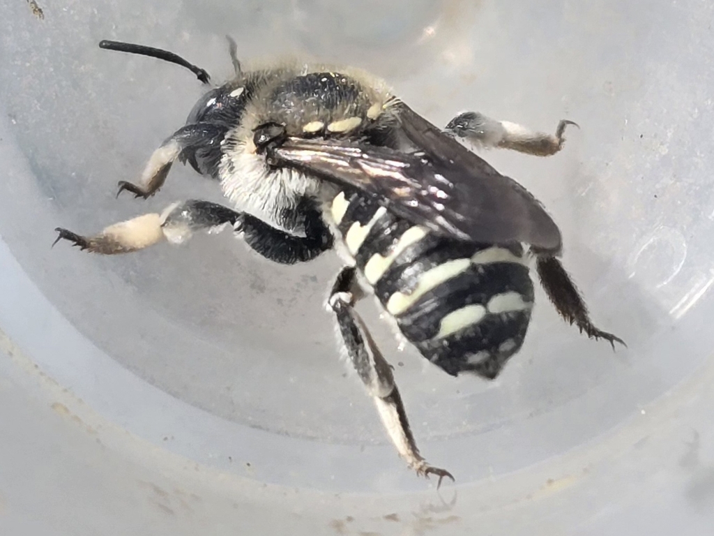 Anthidium banningense