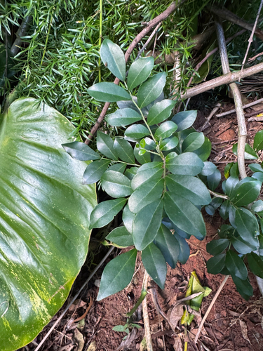 Murraya paniculata observed 2026-06-25