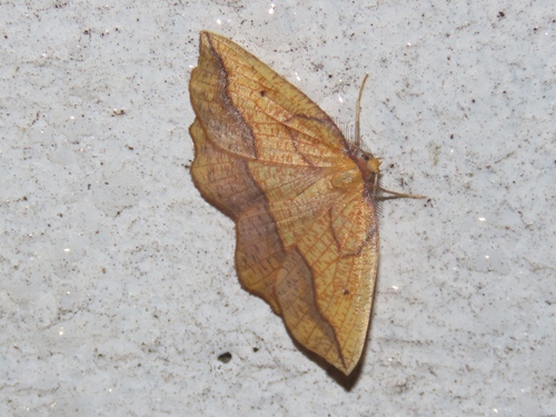 Bordered Beauty, Voorschoten, Nederland, photo 8 of 10
