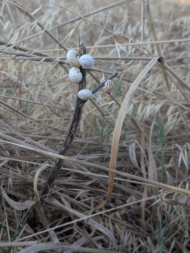 White Italian Snail
