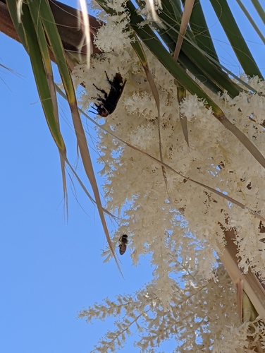 Mammoth Scoliid Wasp