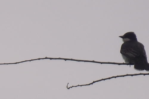 Eastern Kingbird