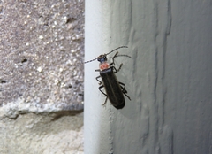 Podabrus quadratus