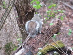 Sciurus carolinensis