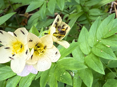 Polemonium carneum