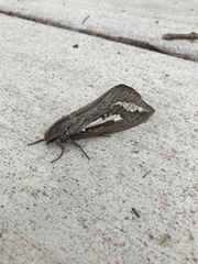 Abantiades atripalpis