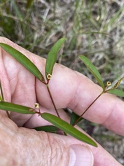 Euphorbia curtisii