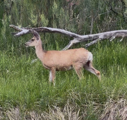 Mule Deer