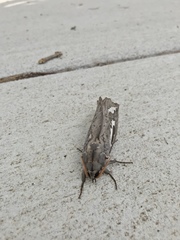 Abantiades atripalpis