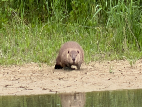 American Beaver