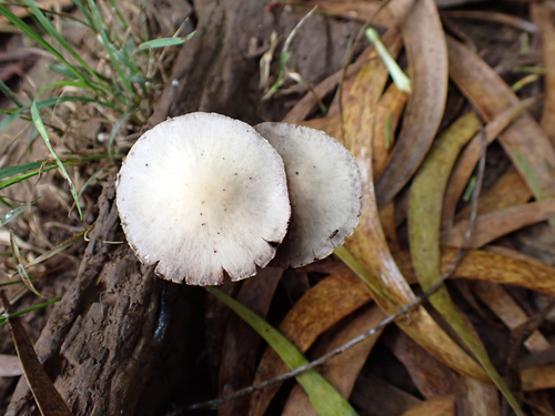 Candolleomyces candolleanus observed 2026-06-25