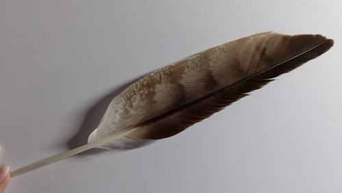 Plume de Aigle botté
