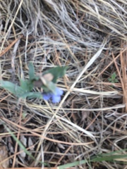Mertensia lanceolata