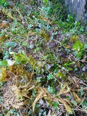 Epilobium chlorifolium