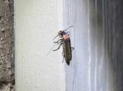 Podabrus quadratus