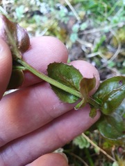 Epilobium chlorifolium