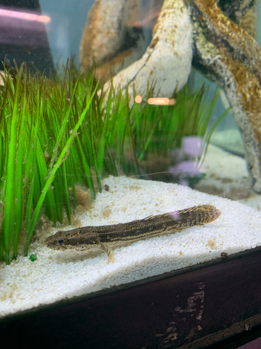 Bichir (Polypterus bichir) — Polypteridae — 5