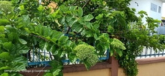 Premna