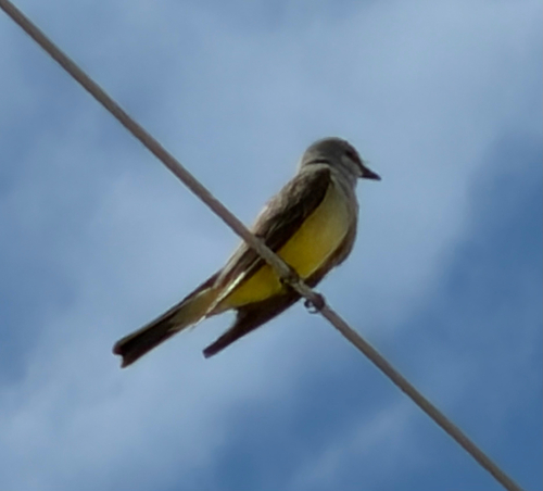 Western Kingbird