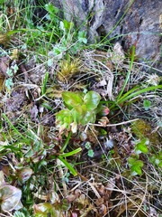 Epilobium chlorifolium