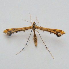 Amblyptilia pica