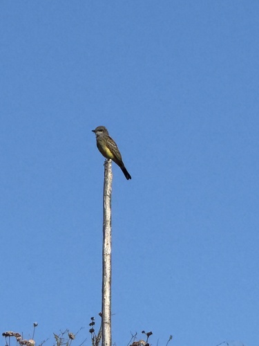 Cassin's Kingbird