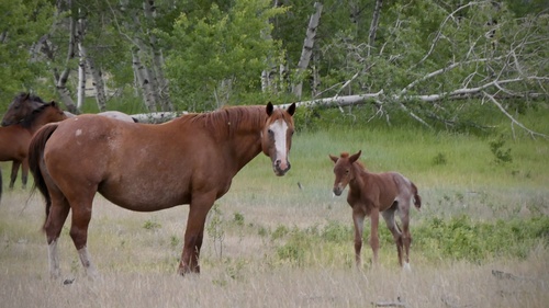 Domestic Horse