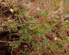 Acmispon parviflorus