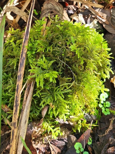 Camptochaete deflexa observed 2026-06-25