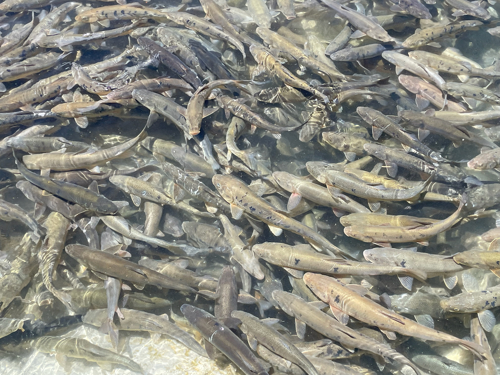 Schizopygopsis namensis