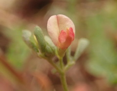 Acmispon parviflorus