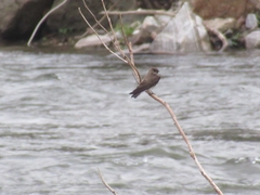 Stelgidopteryx serripennis