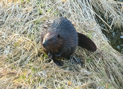 Castor canadensis