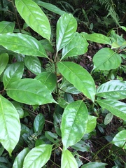 Cinnamomum micranthum
