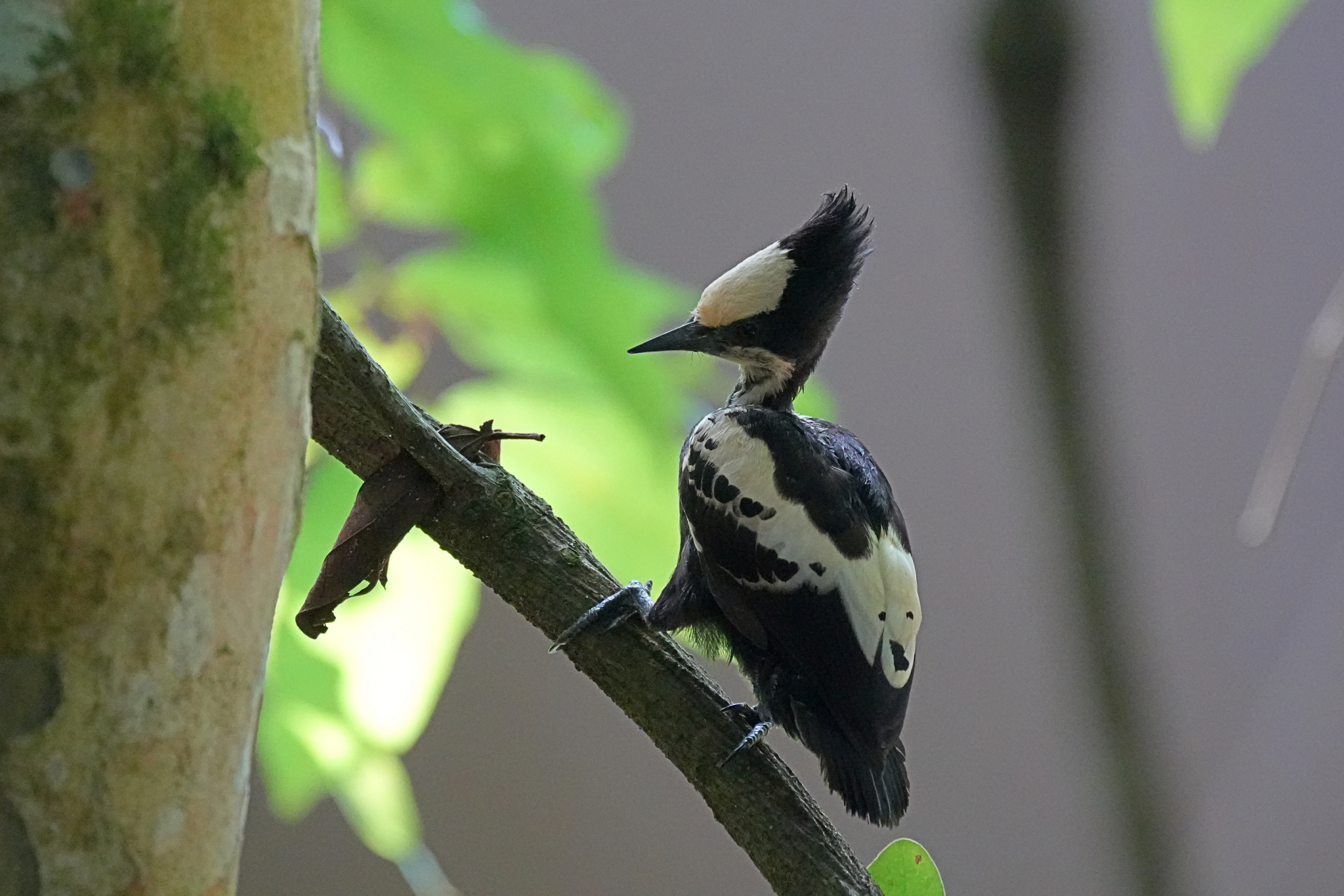 Heart-spotted Woodpecker (Hemicircus canente), photo 7