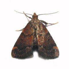 Hypsopygia phoezalis