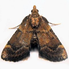 Hypsopygia phoezalis