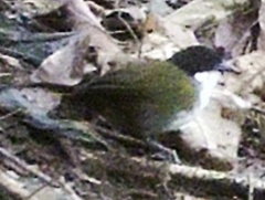 Arremon atricapillus