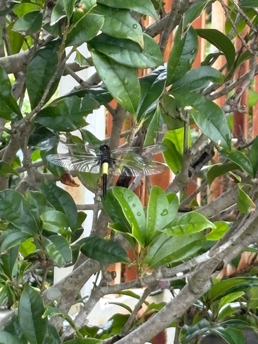 Pied Skimmer