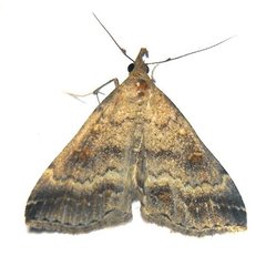 Tetanolita palligera