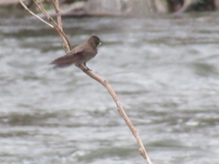 Stelgidopteryx serripennis