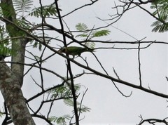 Psittacula alexandri