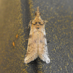 Amyelois transitella