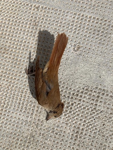 Common Nightingale