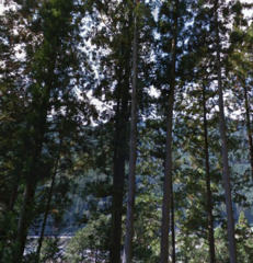 Cryptomeria japonica