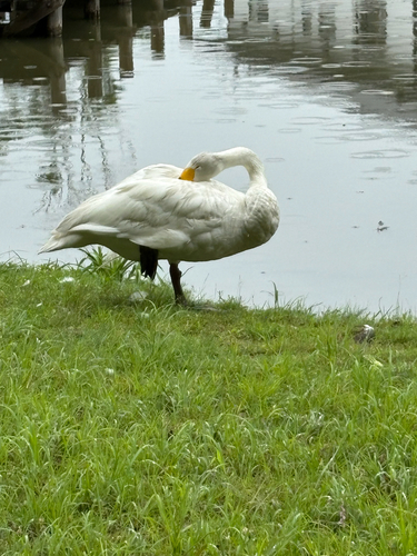 Whooper Swan
